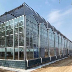 Venlo glass greenhouse